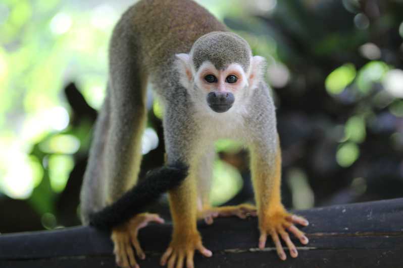 Bayahibe'den: Yarım Gün Monkeyland Safari